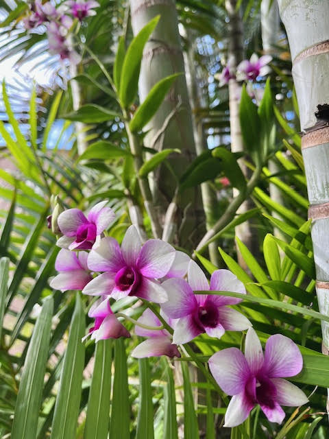 Orquídea Dendrobium branca e rosa, flores delicadas em haste longa no jardim, fixada em palmeira. 
