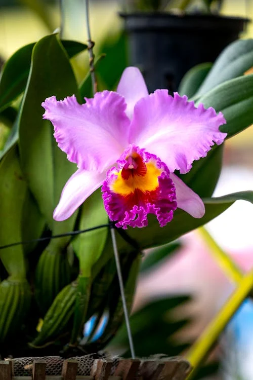 Orquídea Rainha. Ilustração para ensinar como cuidar de Orquídeas.