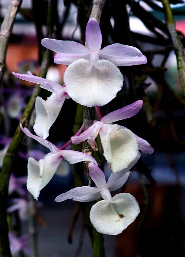 Orquídea branca dendrobium