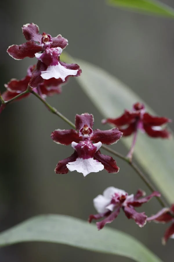 Orquídea Sharry Baby (chocolate). Como cuidar de orquídeas.
