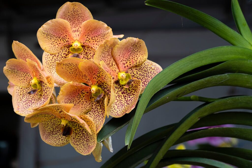 Orquídea salmão Vanda. Ilustração para ensinar a como cuidar de orquídeas.