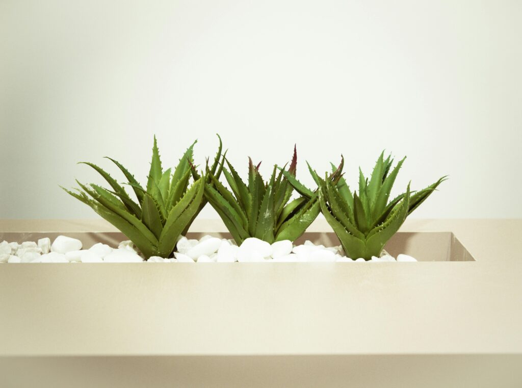 Três Aloe Veras plantadas em um belo recipiente retangular com pedras brancas.