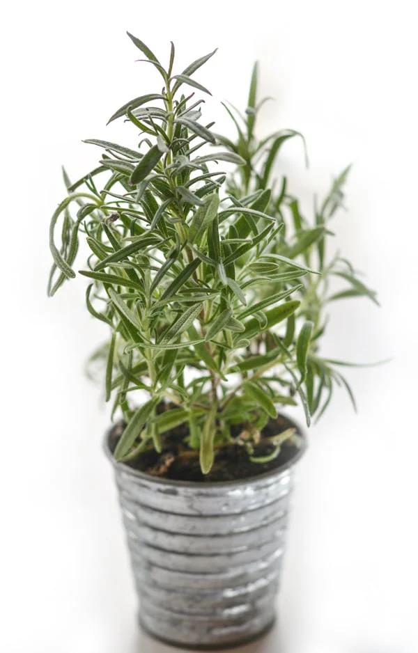 Ervas para chá que podem ser cultivadas em casa e apartamento: alecrim