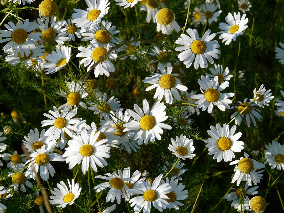 camomila, uma das ervas que podem ser cultivadas em casa e apartamento.