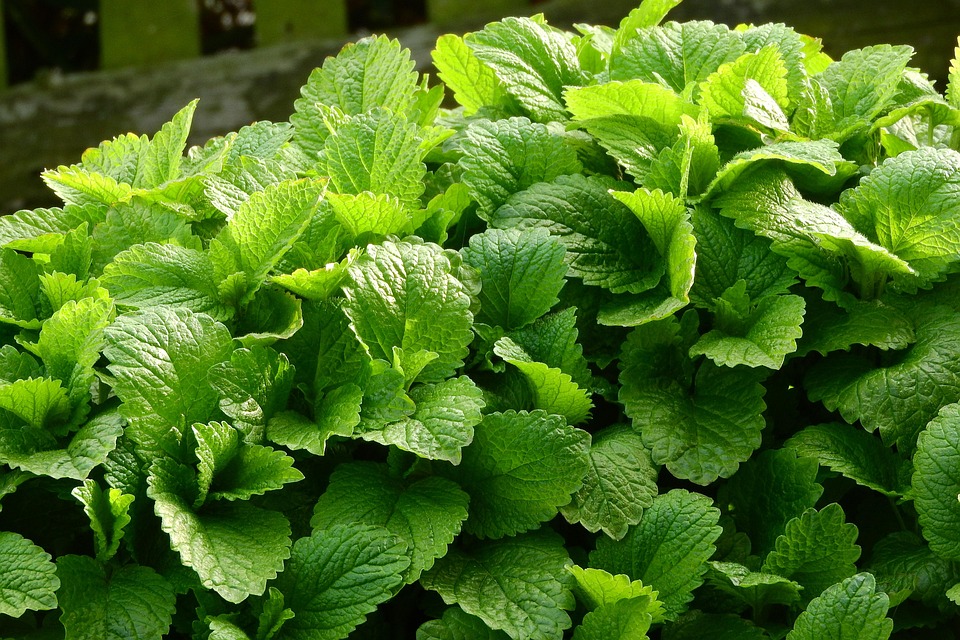 Ervas para chá que podem ser cultivadas em casa e apartamento: erva cidreira.