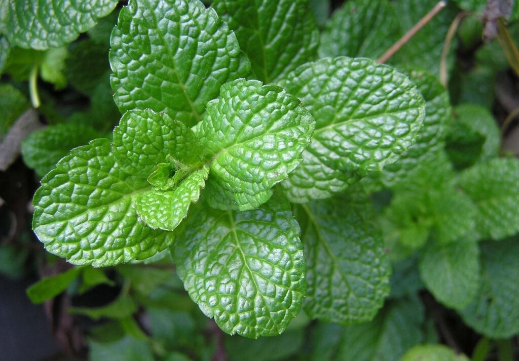 Ervas para chá que podem ser cultivadas em casa e apartamento: hortelã.