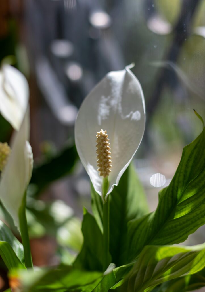 Bela flor branca da planta Lírio da Paz, em lugar claro com luz indireta.
