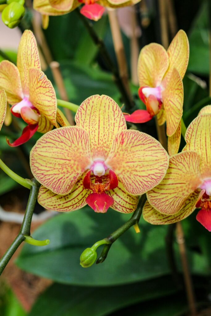 Orquídea Phalaenopsis amarela com veios vermelhos, flores grandes em haste longa