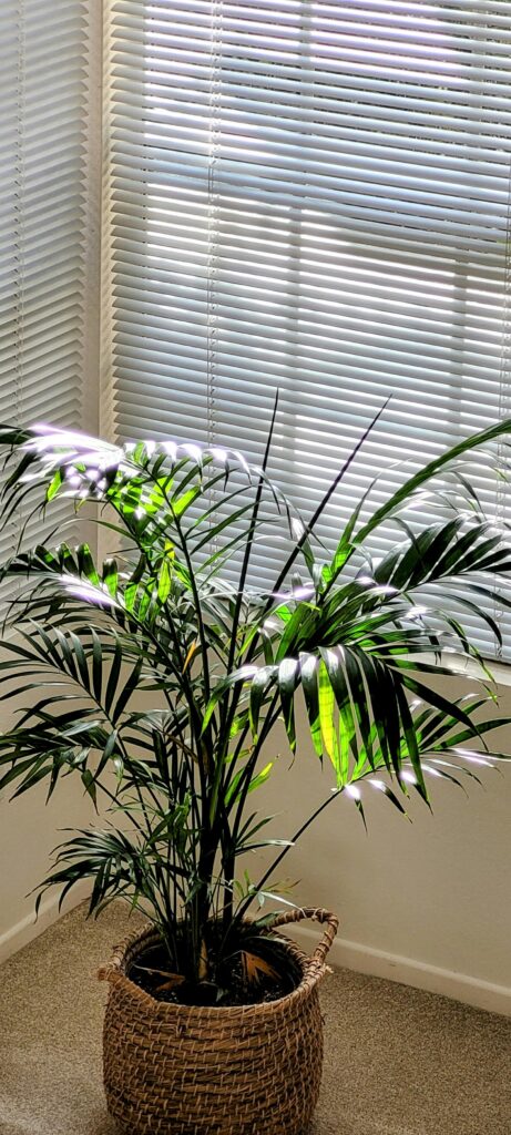 Palmeira Bambu enfeitando um canto iluminado de uma casa.