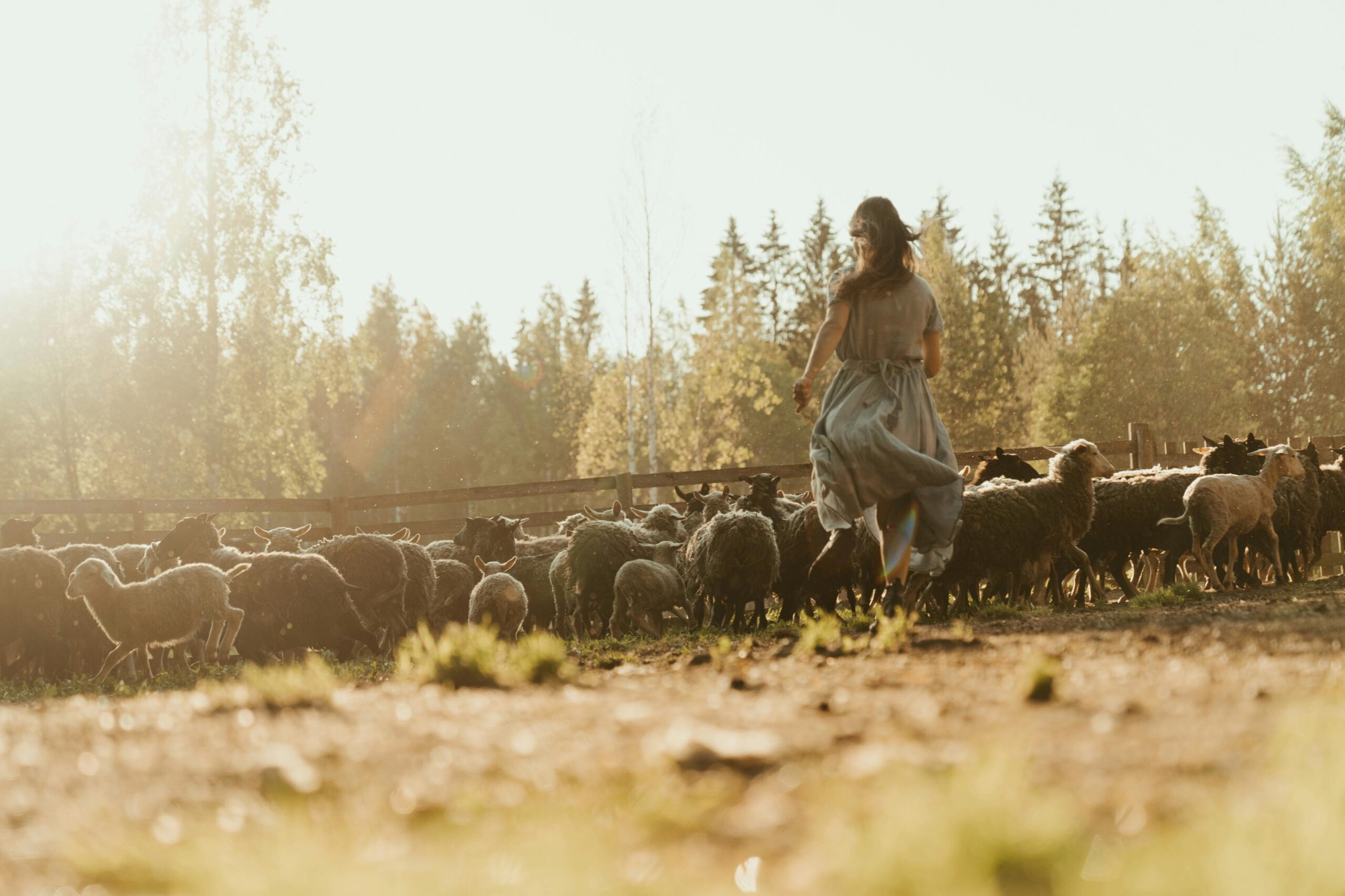 Vida no campo com pasto aberto, luz suave do amanhecer e rebanho de ovelhas ao fundo