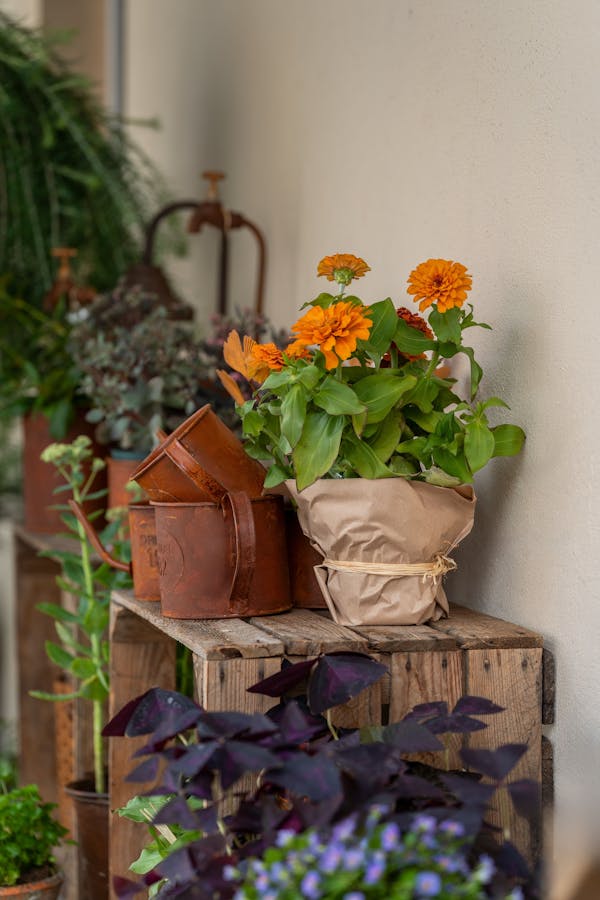 Arranjo de flores em vaso rústico com papel e barbante sobre caixote, ao lado de regadores antigos e plantas variadas.