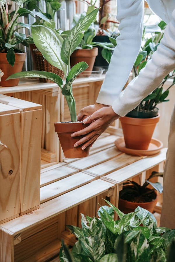 Pessoa organizando vasos sobre estrutura feita com caixotes de madeira, criando um cantinho verde com criatividade.