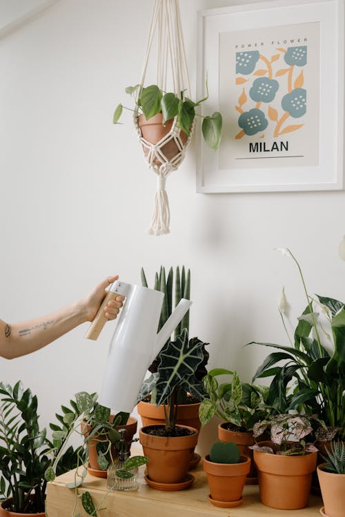 Pessoa regando um dos cantinhos verdes em casa com vasos de cerâmica e plantas decorativas.