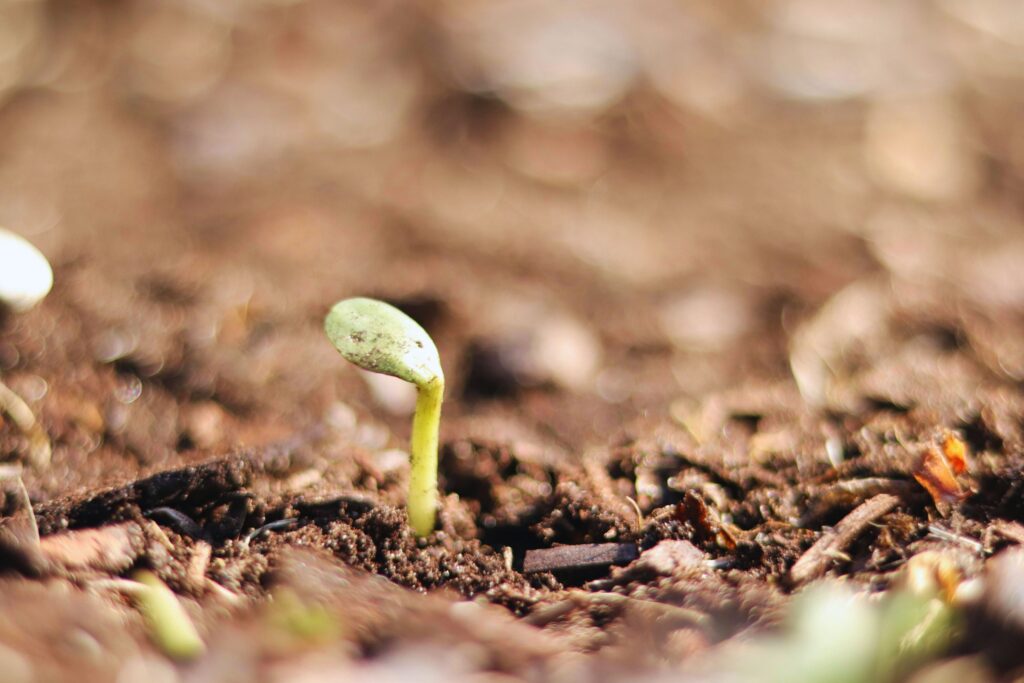 Pequeno broto surgindo na terra, representando o tempo que floresce e o ciclo da vida.