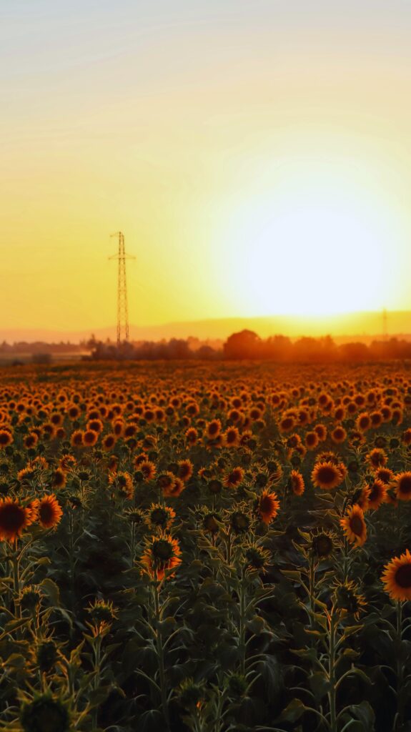 Campo de girassóis iluminado pelo pôr do sol simbolizando o tempo que floresce e a esperança em Deus.