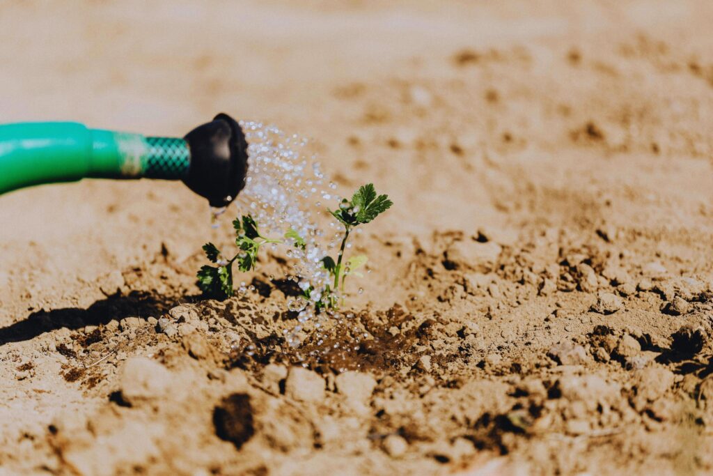 Muda verde recebendo água, mostrando que o cuidado diário fortalece o tempo que floresce.