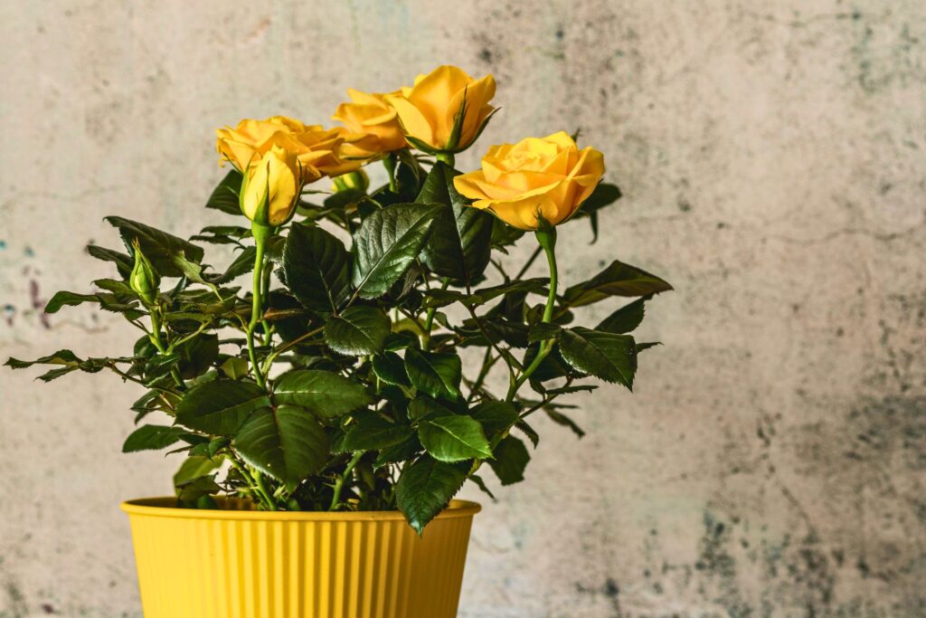 Como cuidar de roseira em vaso com flores amarelas em ambiente interno
