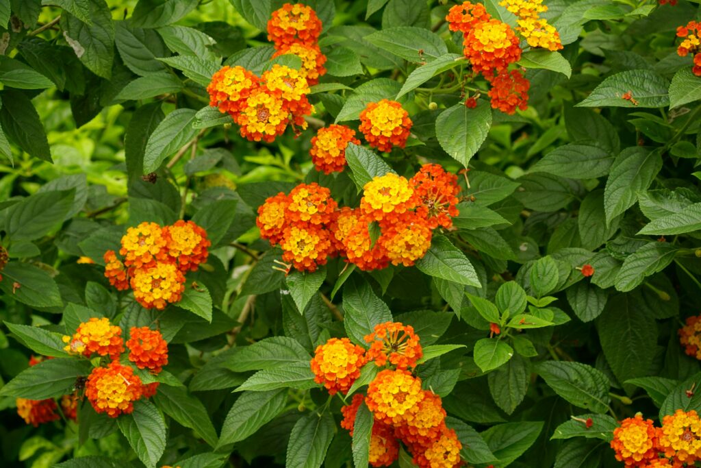 flores de lantana – plantas que atraem borboletas e passarinhos