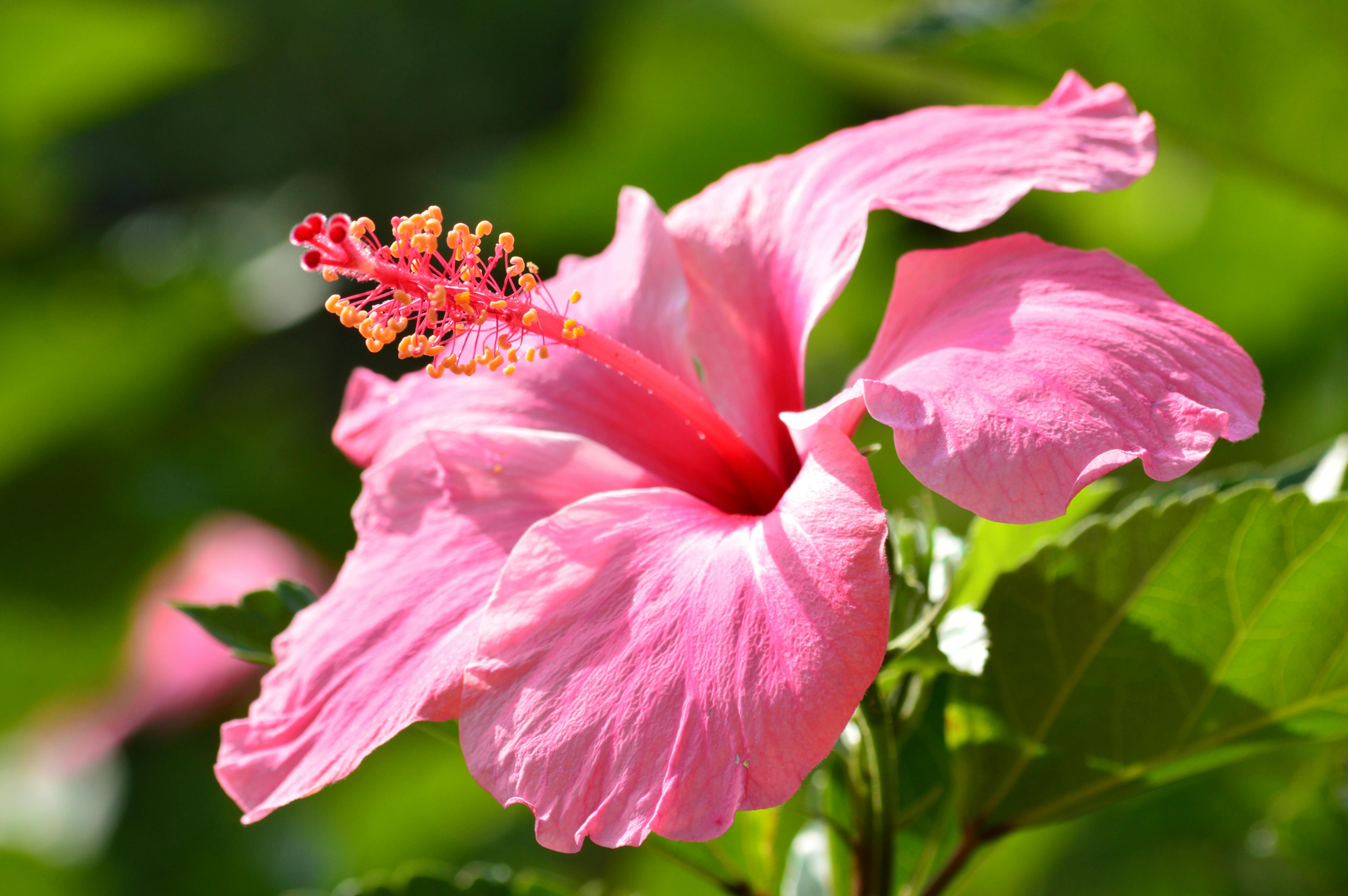 hibisco rosa – plantas que atraem borboletas e passarinhos