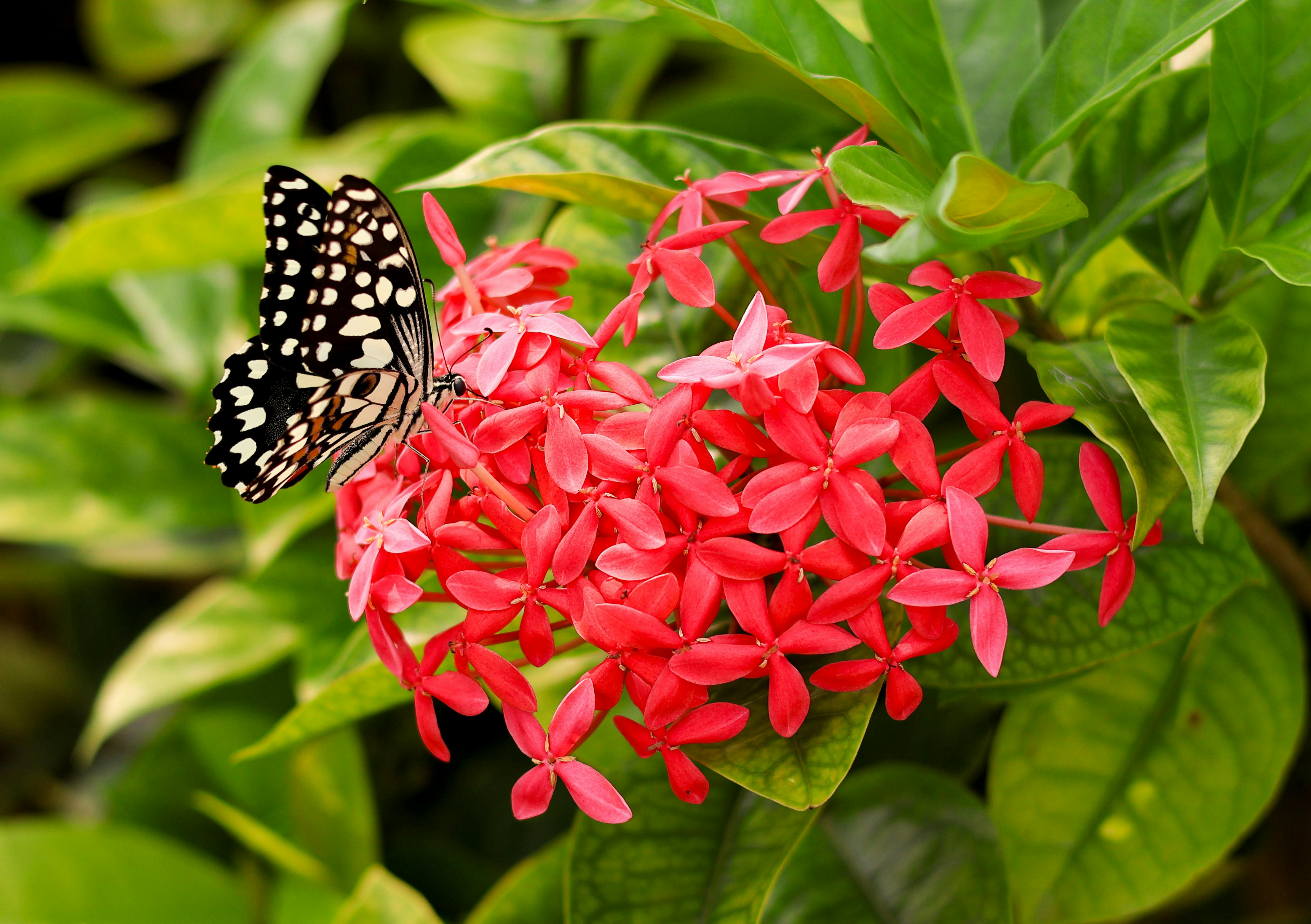 ixora vermelha – plantas que atraem borboletas e passarinhos
