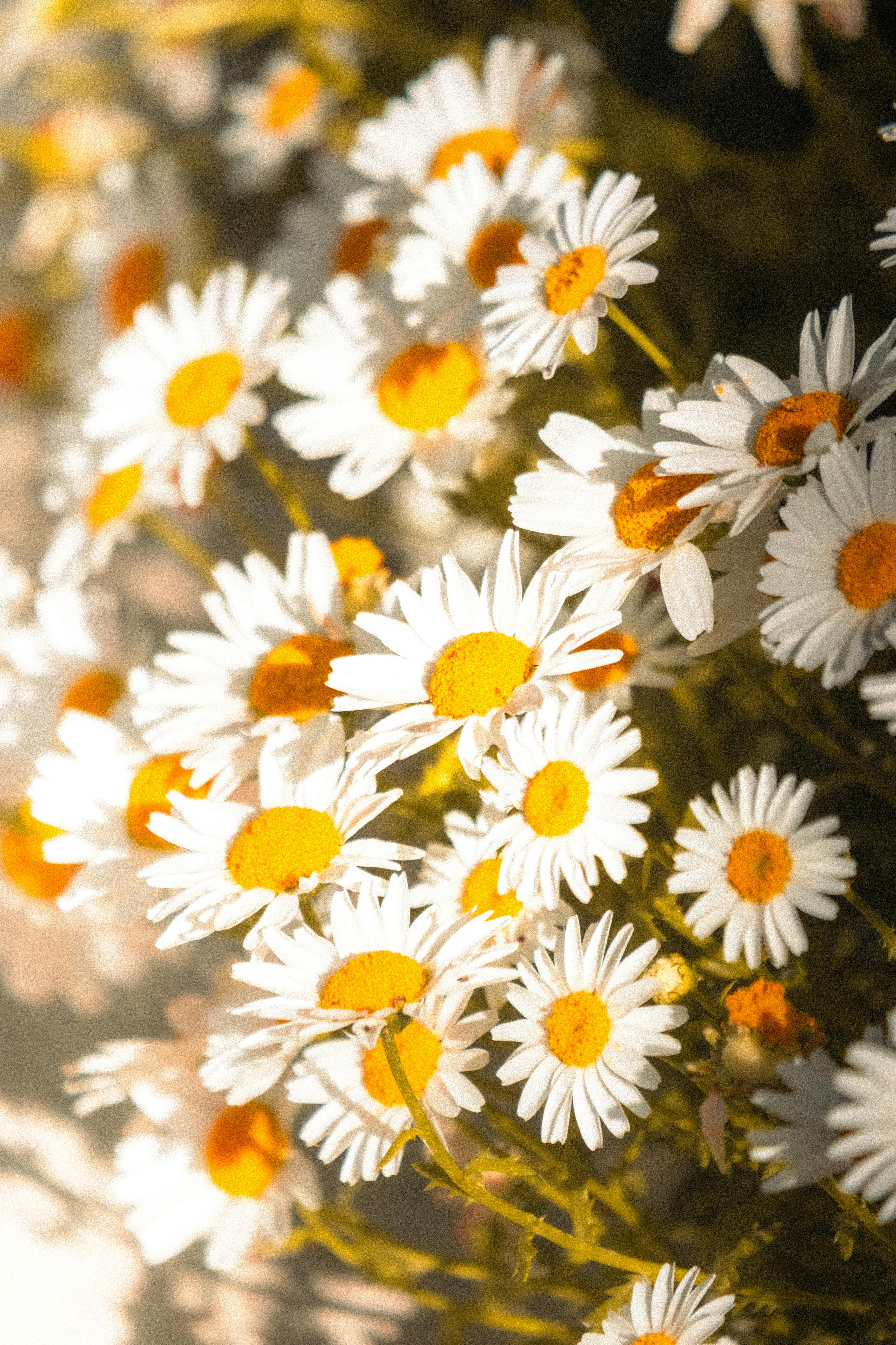 margaridas brancas – plantas que atraem borboletas e passarinhos