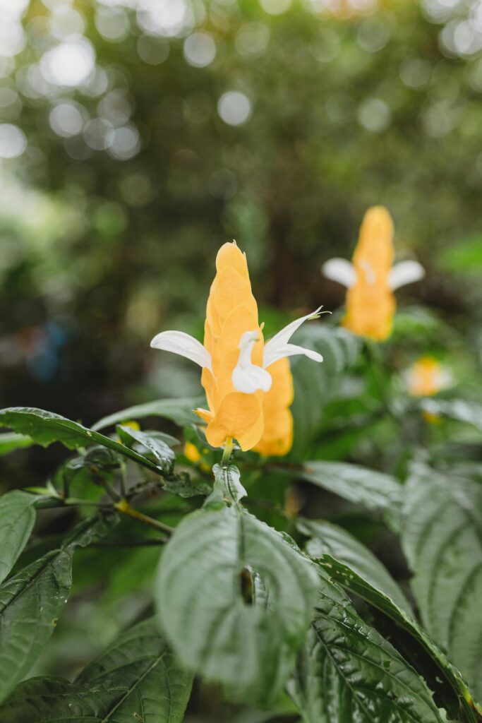 camarão-amarelo – plantas que atraem borboletas e passarinhos