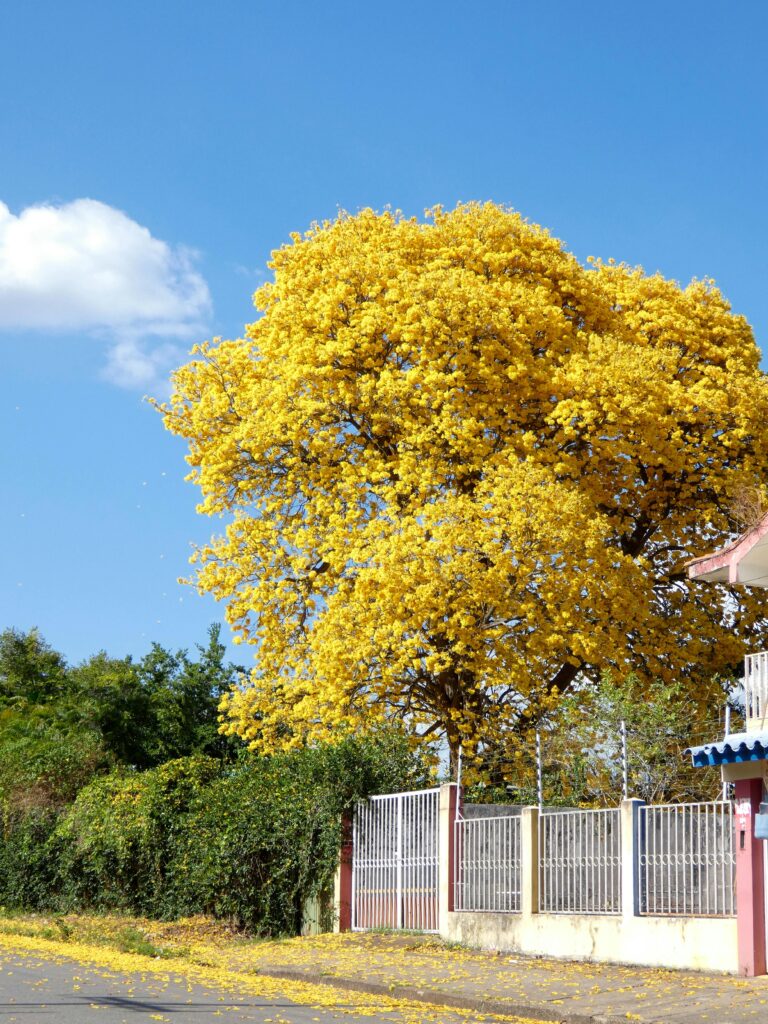 ipê-amarelo florido – plantas que atraem borboletas e passarinhos