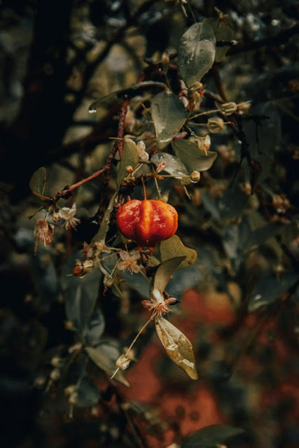 pitangueira com fruto maduro – plantas que atraem borboletas e passarinhos