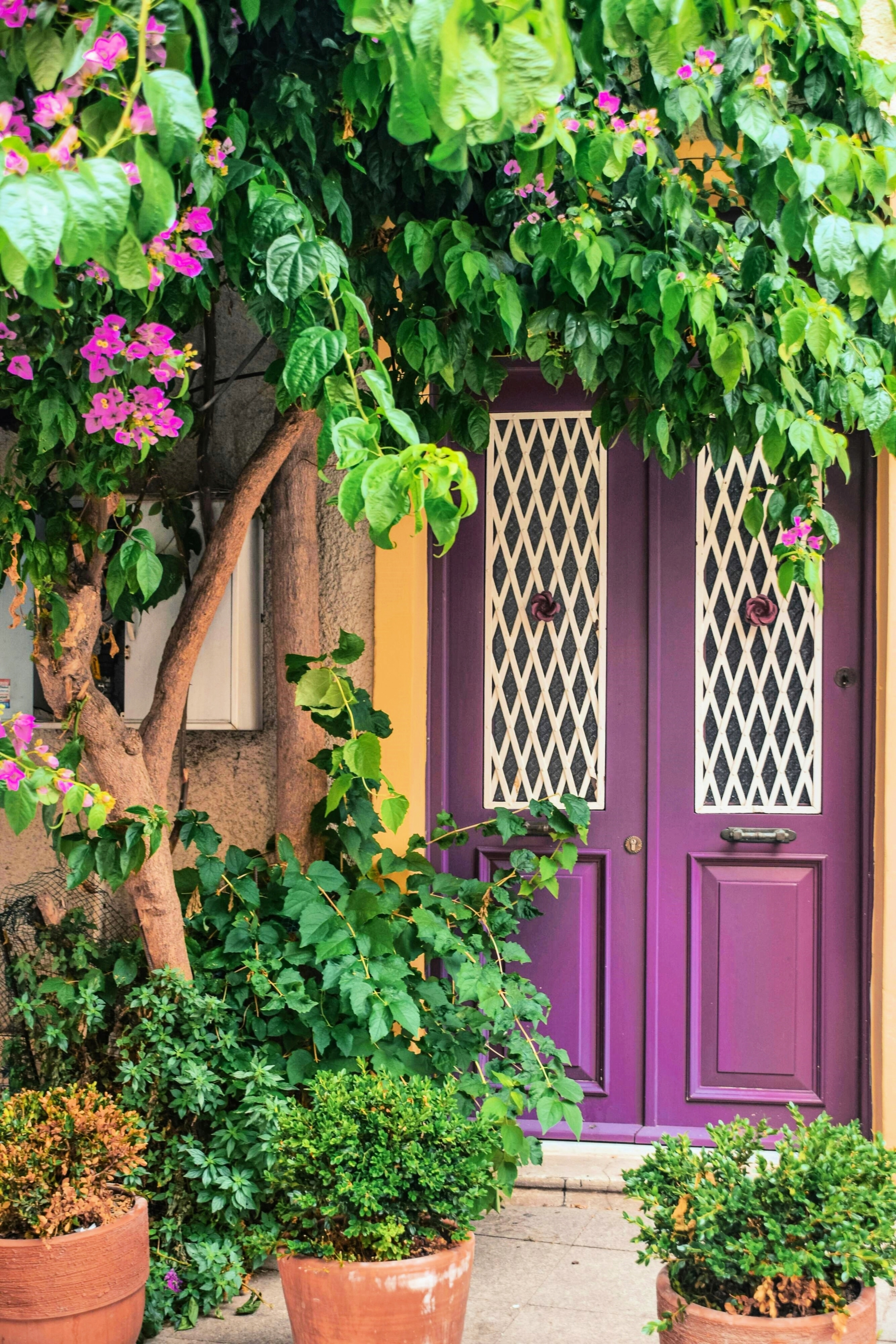 porta roxa com trepadeiras floridas e vasos de plantas na entrada