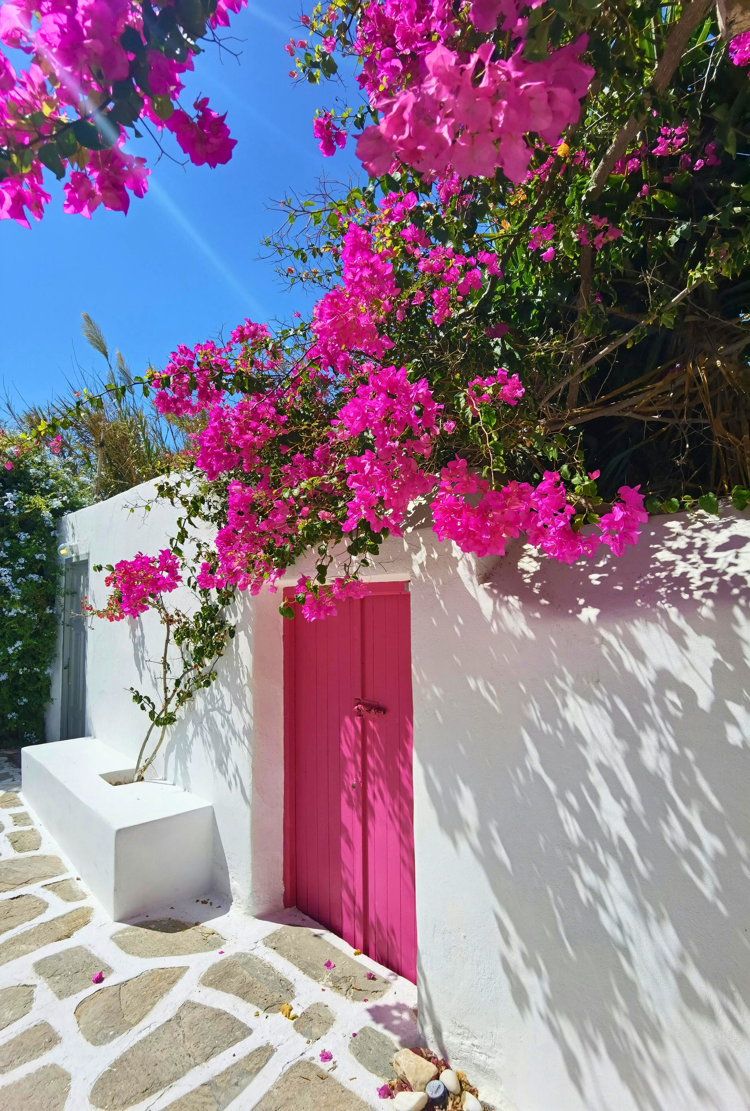 bougainville na fachada da casa, cultivada do lado de fora do muro, criando sombra, cor e destaque na entrada