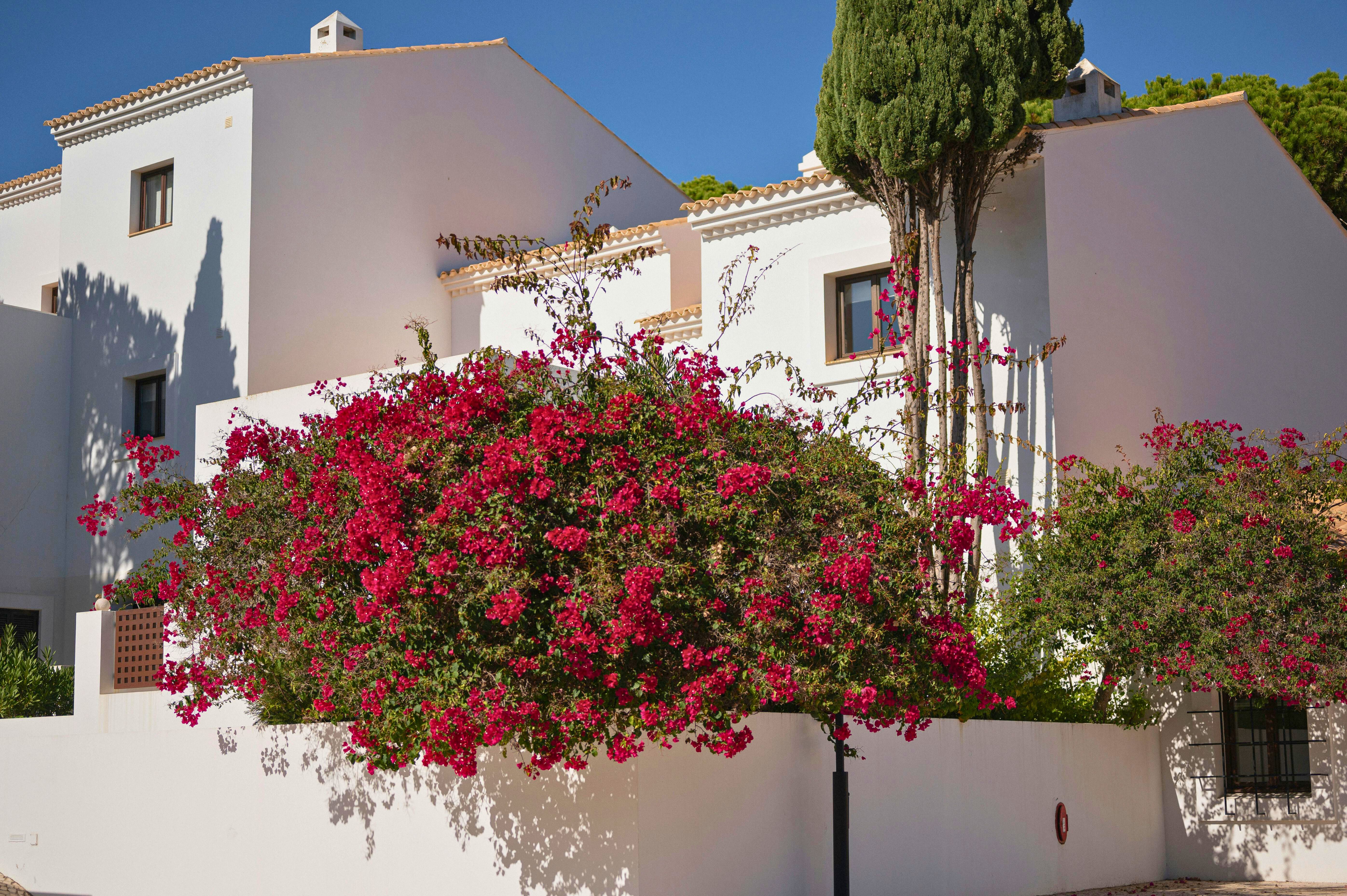 Bougainville na fachada da casa, cultivada do lado de dentro do muro e conduzida para fora, valorizando a entrada com cor e efeito natural.