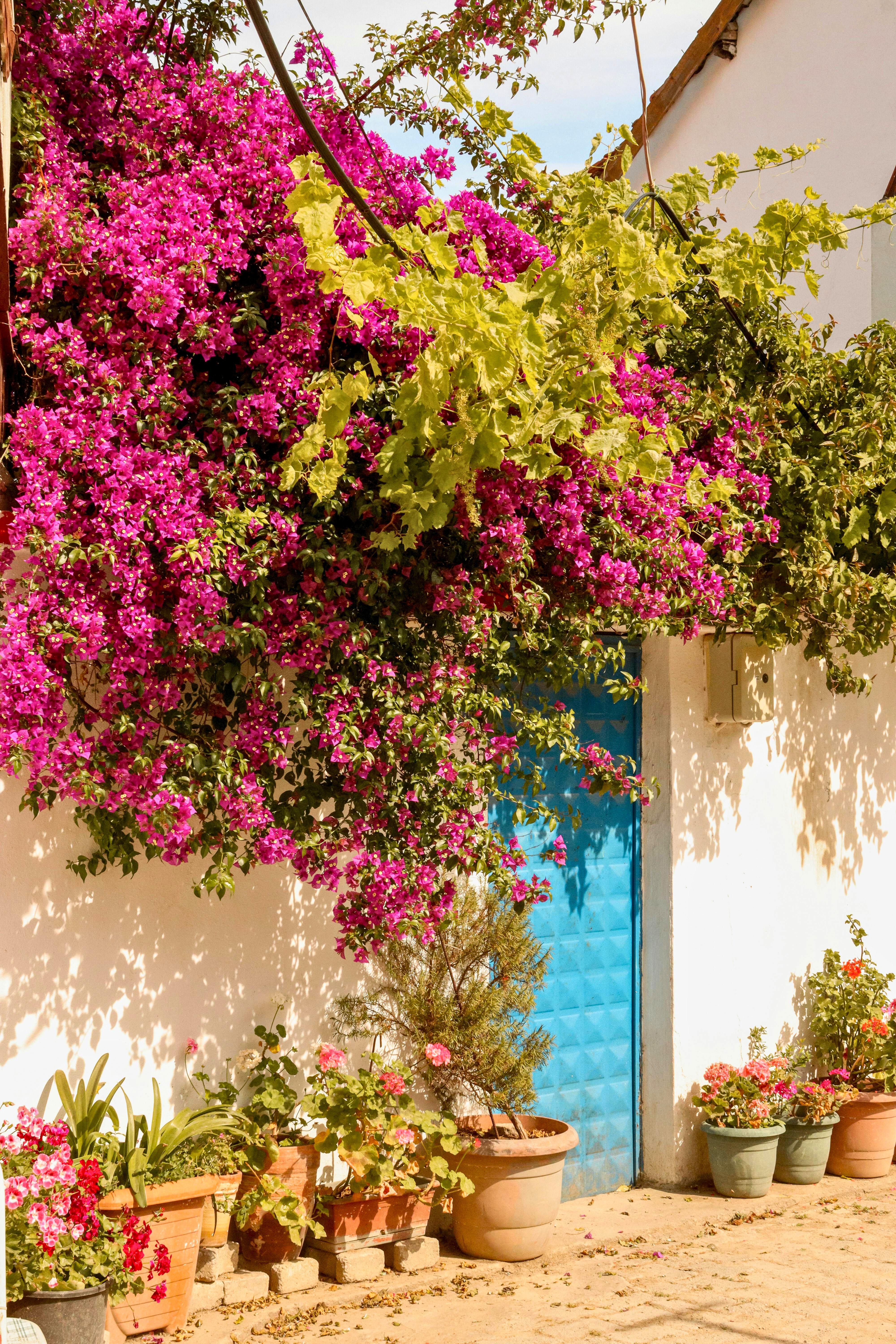 bougainville na fachada da casa plantada do lado de dentro do muro, conduzida sobre a entrada com vasos e criando sombra, cor e acolhimento
