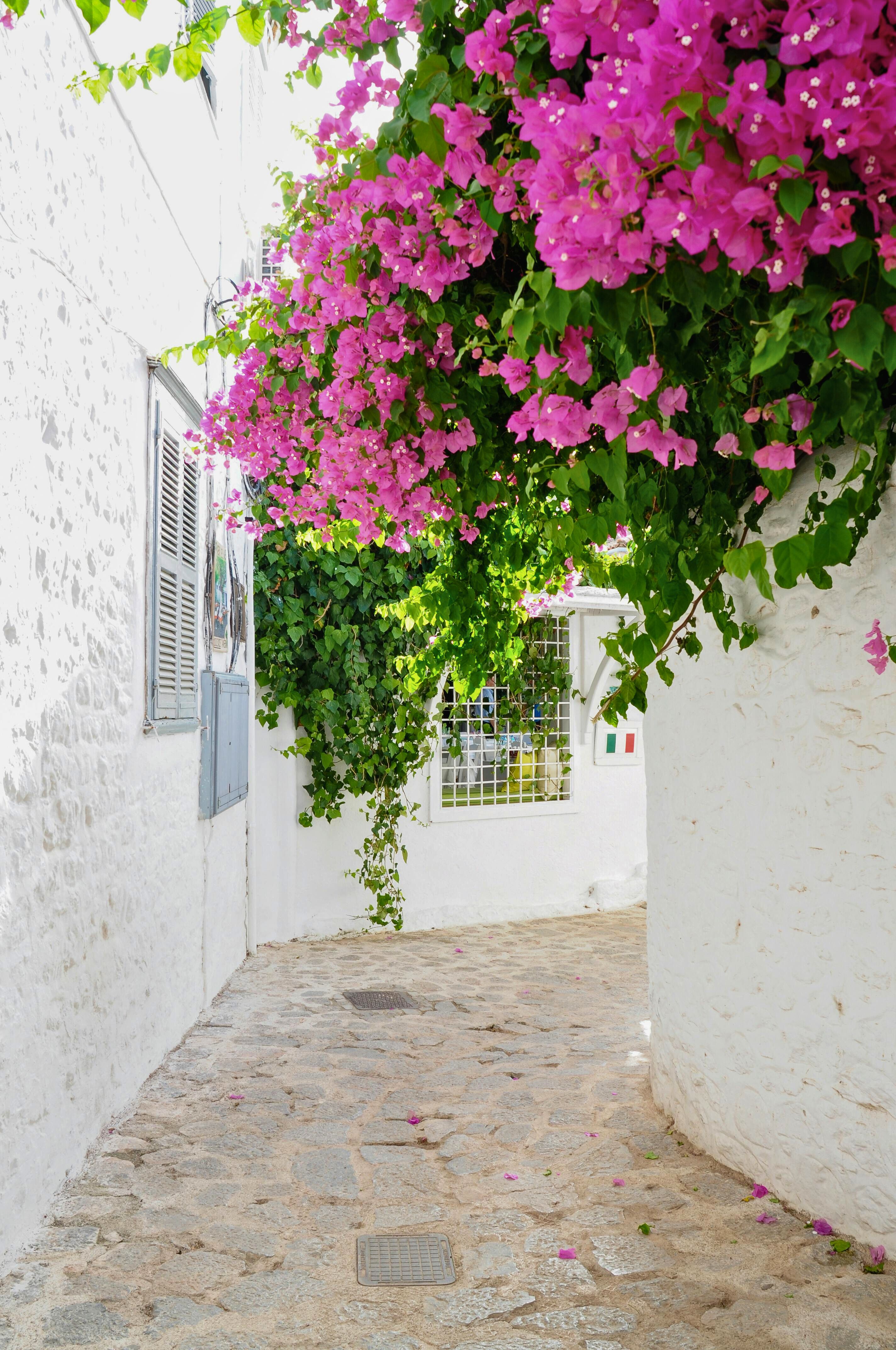 bougainville sobre o muro na fachada, pendendo para rua estreita e criando sombra natural